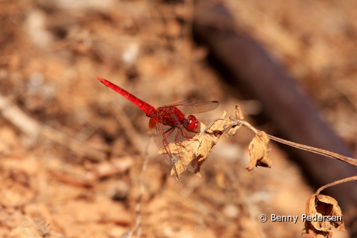 Blodrod hedelibel 1.jpg - Blodrød Hedelibel (Sympetrum sanguineum) 